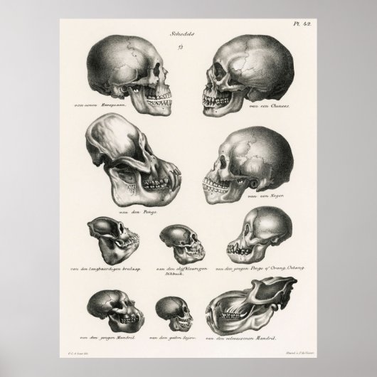 Skulls Illustration Human Evolution Poster (Voorkant)