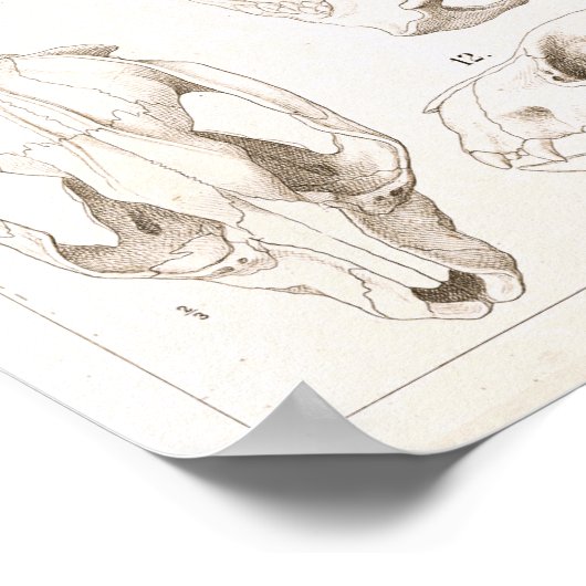 Skulls of Mammals Veterinary Anatomy Print (Hoek)