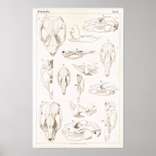 Skulls of Mammals Veterinary Anatomy Print (Voorkant)
