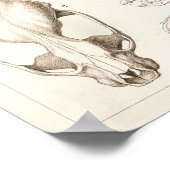 Skulls of Mammals Veterinary Anatomy Print (Hoek)