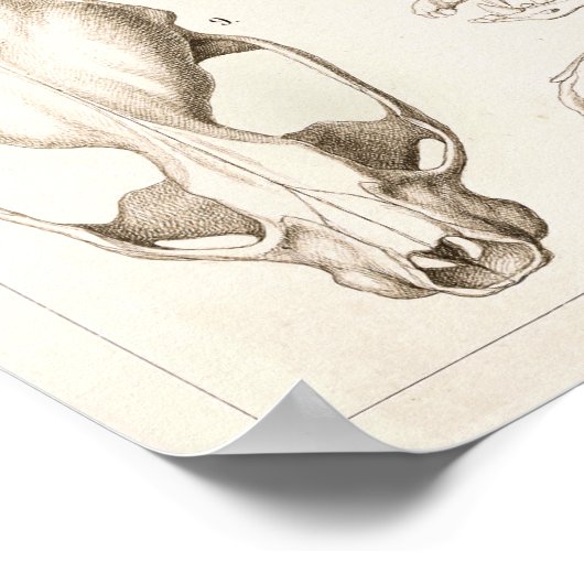 Skulls of Mammals Veterinary Anatomy Print (Hoek)