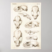Skulls of Mammals Veterinary Anatomy Print (Voorkant)