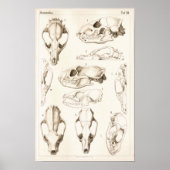 Skulls of Mammals Veterinary Anatomy Print (Voorkant)
