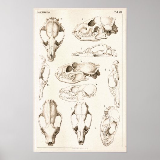 Skulls of Mammals Veterinary Anatomy Print (Voorkant)