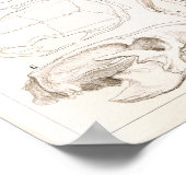 Skulls of Mammals Veterinary Anatomy Print (Hoek)
