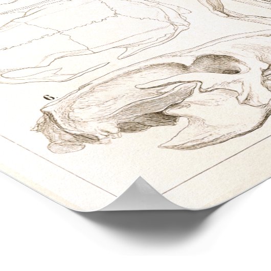 Skulls of Mammals Veterinary Anatomy Print (Hoek)