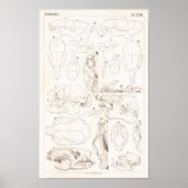 Skulls of Mammals Veterinary Anatomy Print (Voorkant)