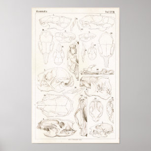 Skulls of Mammals Veterinary Anatomy Print