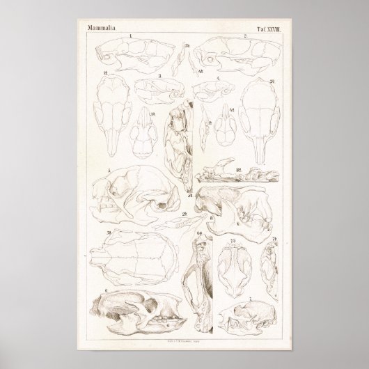 Skulls of Mammals Veterinary Anatomy Print (Voorkant)