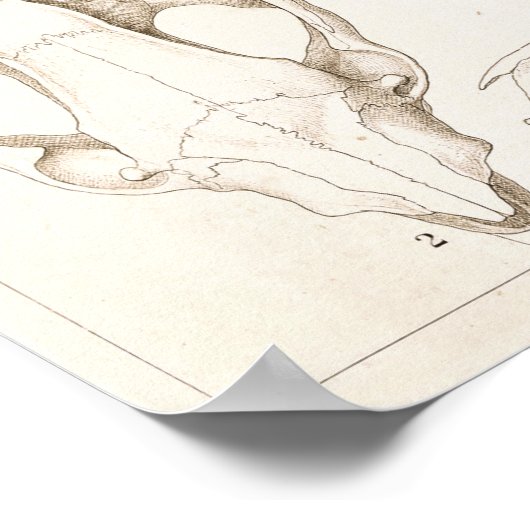 Skulls of Mammals Veterinary Anatomy Print (Hoek)