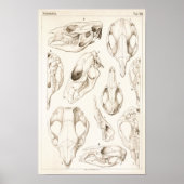 Skulls of Mammals Veterinary Anatomy Print (Voorkant)