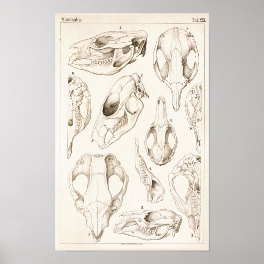 Skulls of Mammals Veterinary Anatomy Print (Voorkant)