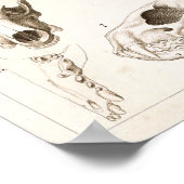 Skulls of Mammals Veterinary Anatomy Print (Hoek)