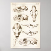 Skulls of Mammals Veterinary Anatomy Print (Voorkant)