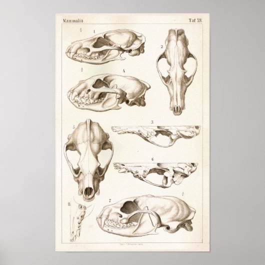 Skulls of Mammals Veterinary Anatomy Print (Voorkant)