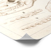 Skulls of Mammals Veterinary Anatomy Print (Hoek)