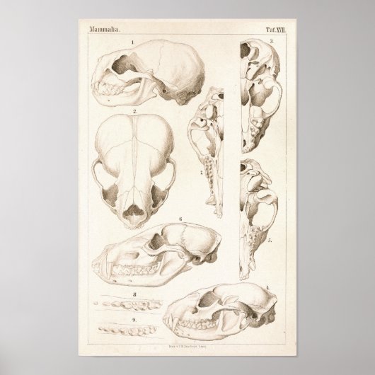 Skulls of Mammals Veterinary Anatomy Print (Voorkant)