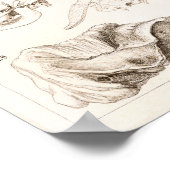 Skulls of Mammals Veterinary Buffalo Anatomy Print (Hoek)