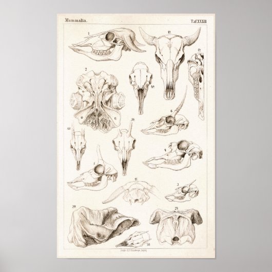 Skulls of Mammals Veterinary Buffalo Anatomy Print (Voorkant)