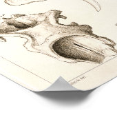 Skulls of Mammals Veterinary Manatee Anatomy Print (Hoek)