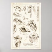 Skulls of Mammals Veterinary Manatee Anatomy Print (Voorkant)
