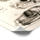 Skulls of Monkeys Bats Veterinary Anatomy Print (Hoek)
