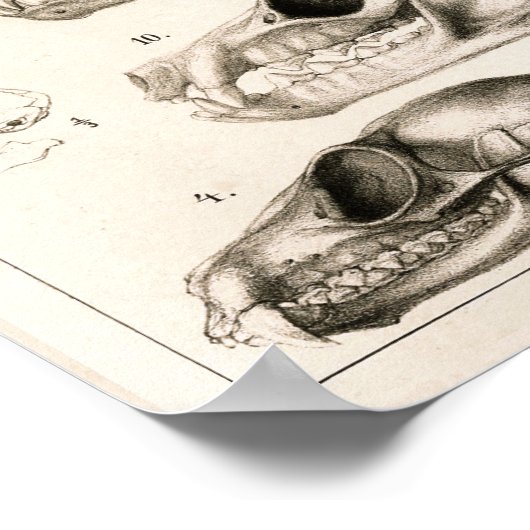Skulls of Monkeys Bats Veterinary Anatomy Print (Hoek)