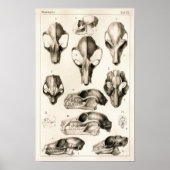 Skulls of Monkeys Bats Veterinary Anatomy Print (Voorkant)