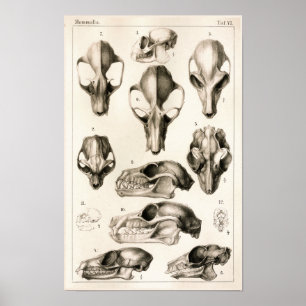 Skulls of Monkeys Bats Veterinary Anatomy Print