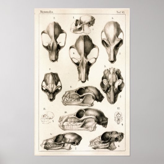 Skulls of Monkeys Bats Veterinary Anatomy Print (Voorkant)