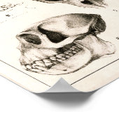 Skulls of Monkeys Veterinary Anatomy Print (Hoek)