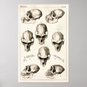Skulls of Monkeys Veterinary Anatomy Print (Voorkant)