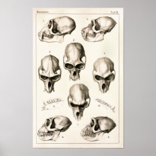 Skulls of Monkeys Veterinary Anatomy Print