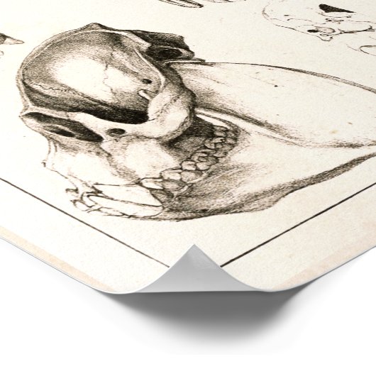 Skulls of Monkeys Veterinary Anatomy Print (Hoek)