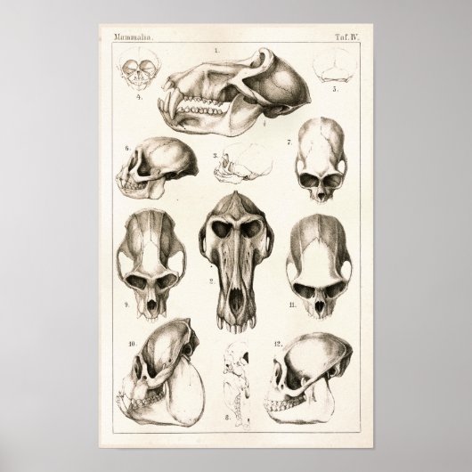 Skulls of Monkeys Veterinary Anatomy Print (Voorkant)