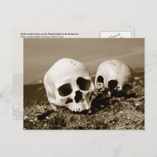 Skulls op de Punuk Islands shore, Bering Zee Briefkaart (Voorkant / Achterkant)