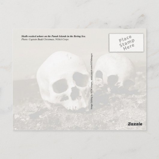Skulls op de Punuk Islands shore, Bering Zee Briefkaart (Achterkant)