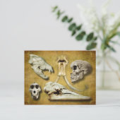 Skulls - wolf, zoogdier, mens, baviaan, walvis briefkaart (Staand voorkant)