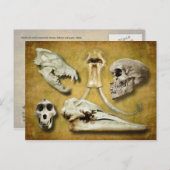 Skulls - wolf, zoogdier, mens, baviaan, walvis briefkaart (Voorkant / Achterkant)