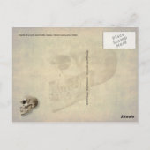 Skulls - wolf, zoogdier, mens, baviaan, walvis briefkaart (Achterkant)