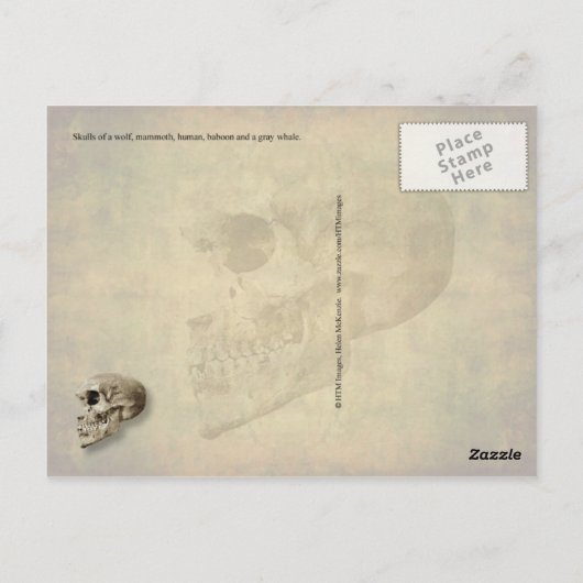 Skulls - wolf, zoogdier, mens, baviaan, walvis briefkaart (Achterkant)