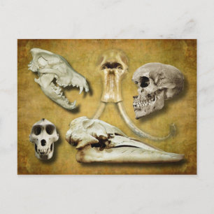 Skulls - wolf, zoogdier, mens, baviaan, walvis briefkaart