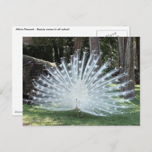 Skully Top Fun Briefkaart (Voorkant / Achterkant)