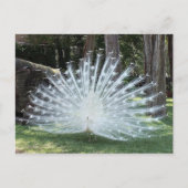 Skully Top Fun Briefkaart (Voorkant)