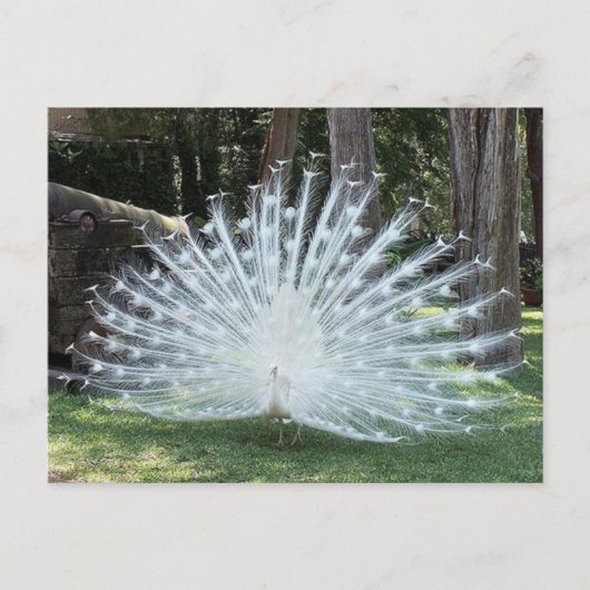 Skully Top Fun Briefkaart (Voorkant)