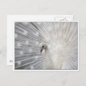 Skully Top Fun Briefkaart (Voorkant / Achterkant)