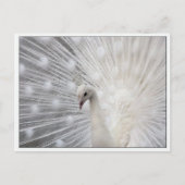 Skully Top Fun Briefkaart (Voorkant)