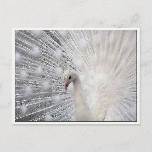 Skully Top Fun Briefkaart (Voorkant)