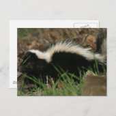 Skunk Behavior Briefkaart (Voorkant / Achterkant)