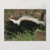 Skunk Behavior Briefkaart (Voorkant)